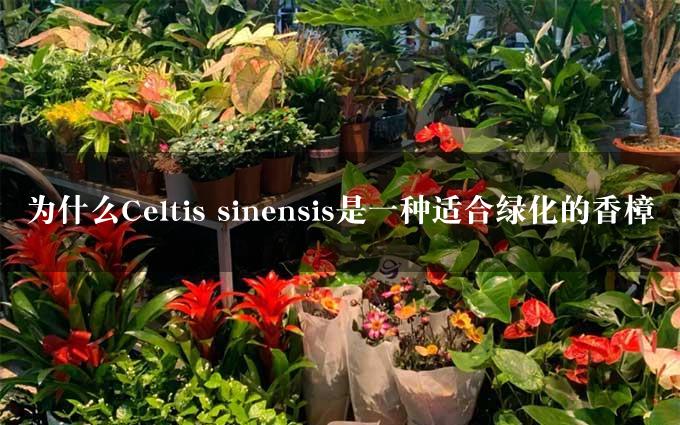 为什么Celtis sinensis是一种适合绿化的香樟