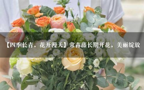 【四季长青，花开漫天】常青藤长期开花，美丽绽放