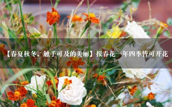 【春夏秋冬，触手可及的美丽】报春花一年四季皆可开花