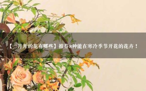 【一月开的花有哪些】推荐8种能在寒冷季节开花的花卉！