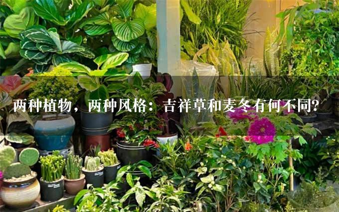 两种植物，两种风格：吉祥草和麦冬有何不同？