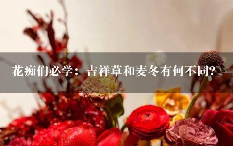 花痴们必学：吉祥草和麦冬有何不同？