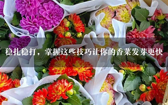 稳扎稳打，掌握这些技巧让你的香菜发芽更快