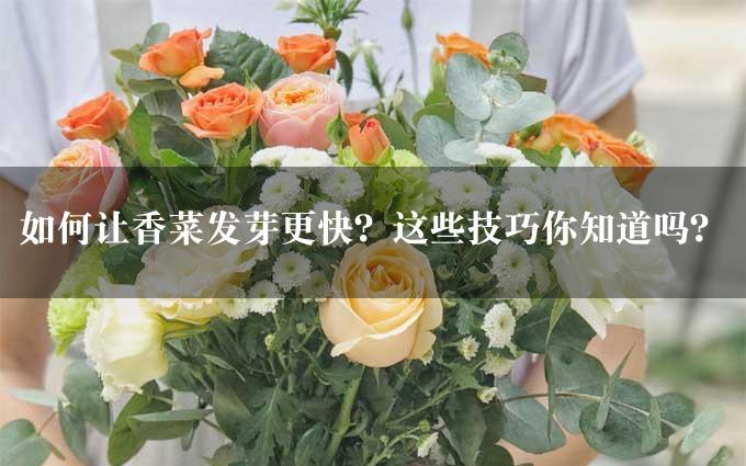 如何让香菜发芽更快？这些技巧你知道吗？