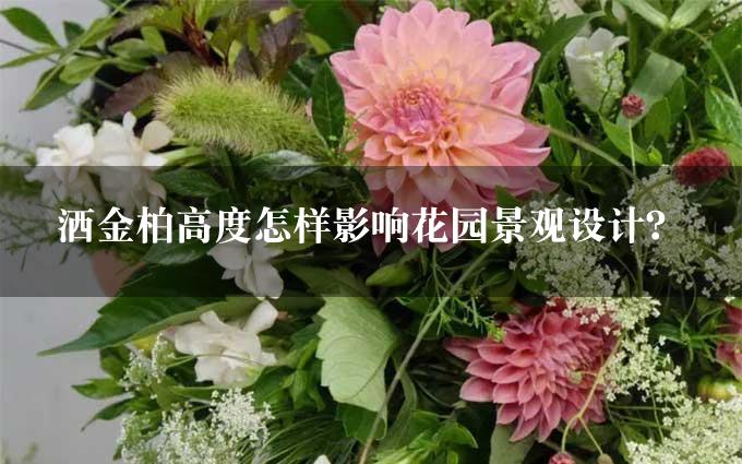 洒金柏高度怎样影响花园景观设计？