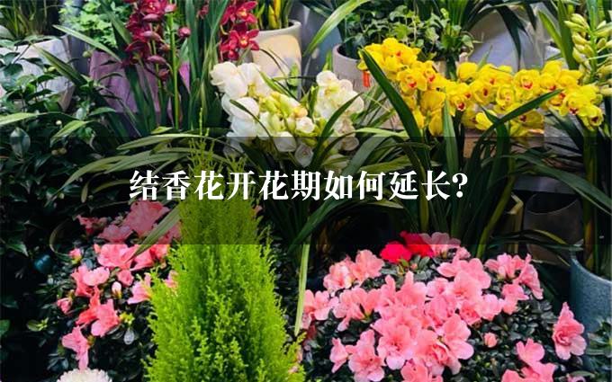 结香花开花期如何延长？