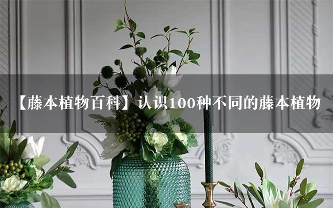 【藤本植物百科】认识100种不同的藤本植物