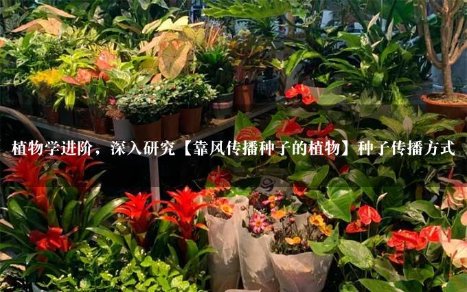 植物学进阶，深入研究【靠风传播种子的植物】种子传播方式