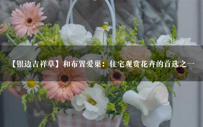 【银边吉祥草】和布置爱巢：住宅观赏花卉的首选之一