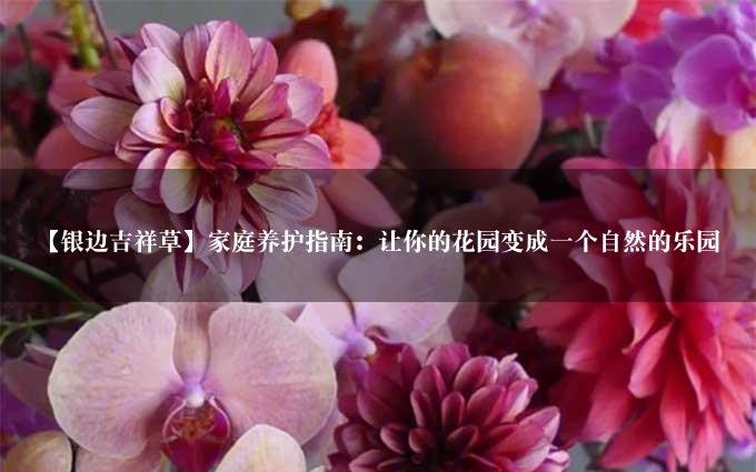 【银边吉祥草】家庭养护指南：让你的花园变成一个自然的乐园