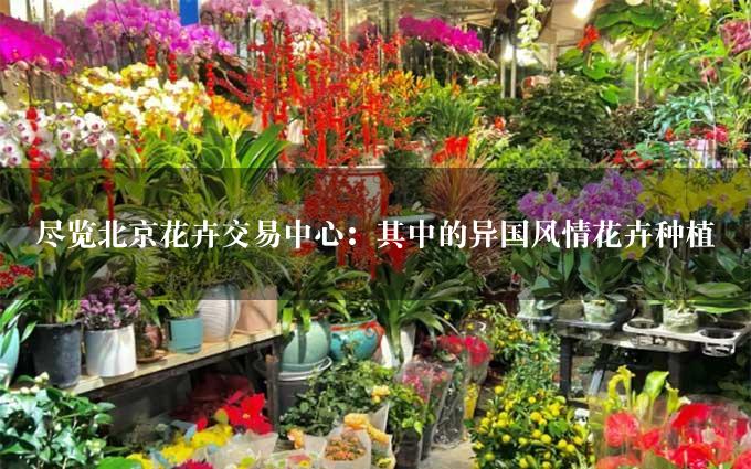 尽览北京花卉交易中心：其中的异国风情花卉种植