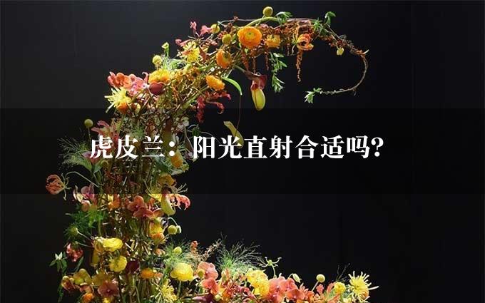 虎皮兰：阳光直射合适吗？