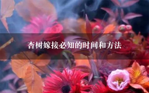 杏树嫁接必知的时间和方法