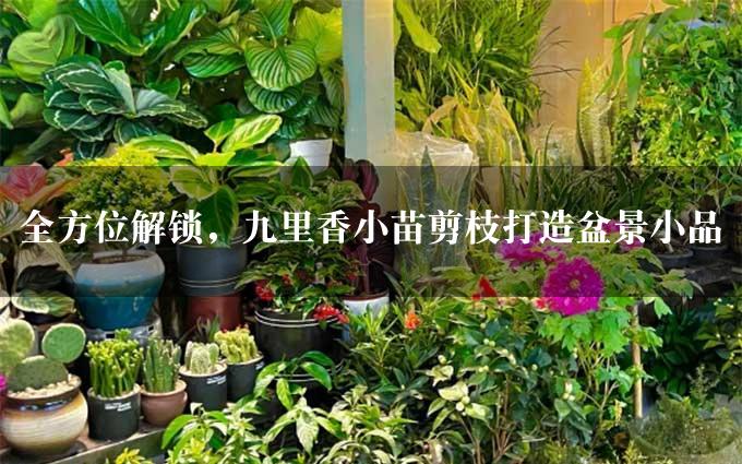 全方位解锁，九里香小苗剪枝打造盆景小品