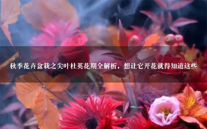 秋季花卉盆栽之尖叶杜英花期全解析，想让它开花就得知道这些