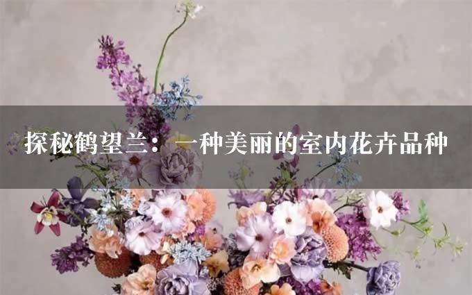 探秘鹤望兰：一种美丽的室内花卉品种