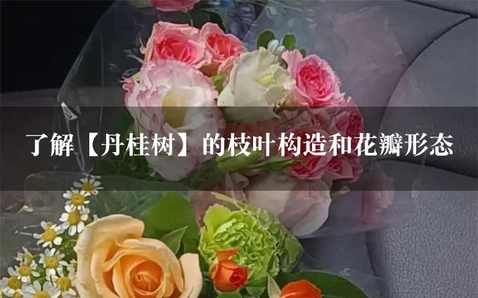 了解【丹桂树】的枝叶构造和花瓣形态