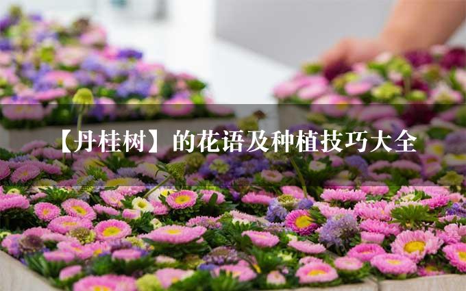 【丹桂树】的花语及种植技巧大全