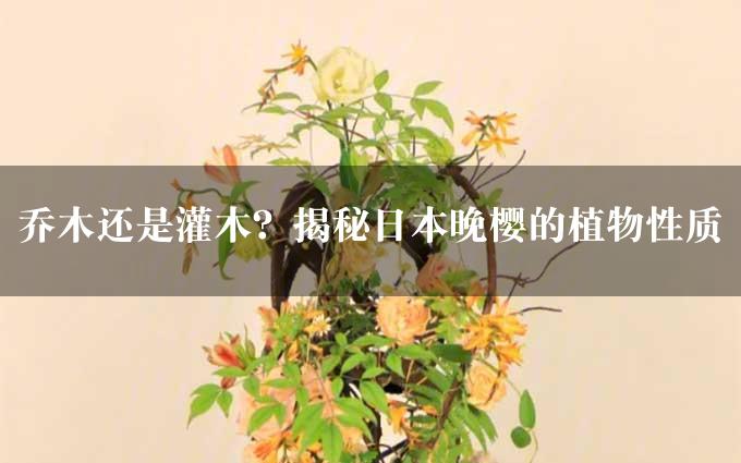 乔木还是灌木？揭秘日本晚樱的植物性质