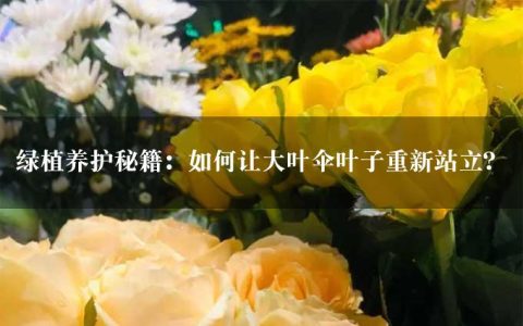 绿植养护秘籍：如何让大叶伞叶子重新站立？