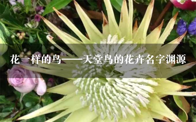 花一样的鸟——天堂鸟的花卉名字渊源