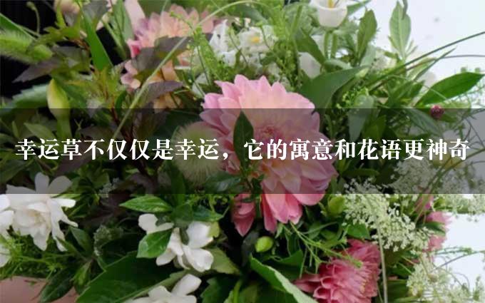 幸运草不仅仅是幸运，它的寓意和花语更神奇