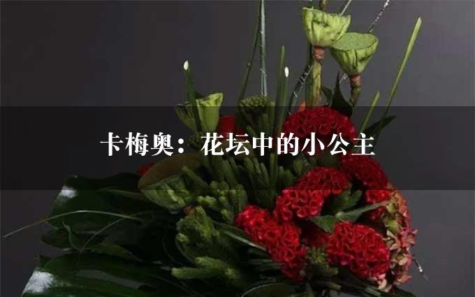 卡梅奥：花坛中的小公主