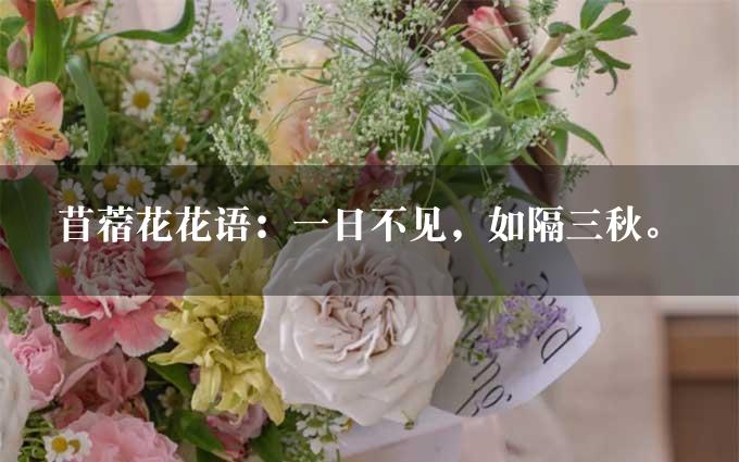 苜蓿花花语：一日不见，如隔三秋。