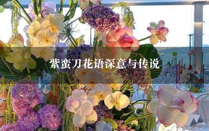 紫蛮刀花语深意与传说