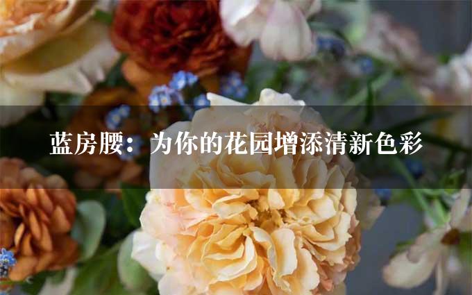 蓝房腰：为你的花园增添清新色彩