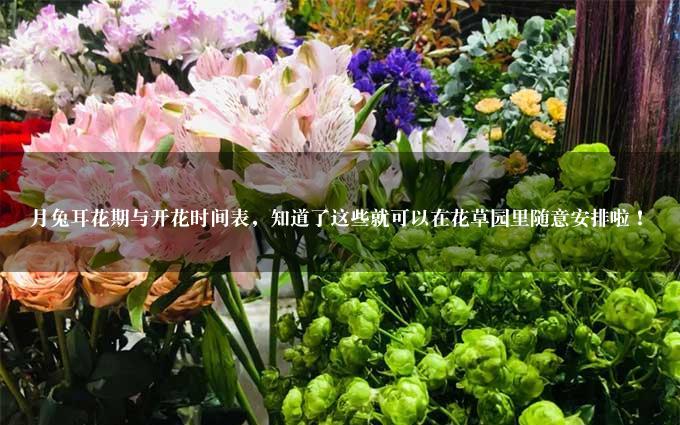 月兔耳花期与开花时间表，知道了这些就可以在花草园里随意安排啦！