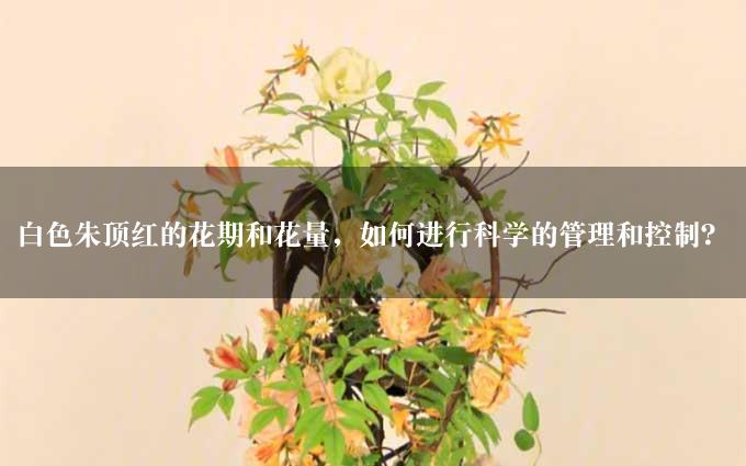 白色朱顶红的花期和花量，如何进行科学的管理和控制？