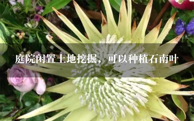 庭院闲置土地挖掘，可以种植石南叶