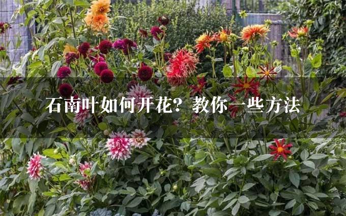 石南叶如何开花？教你一些方法