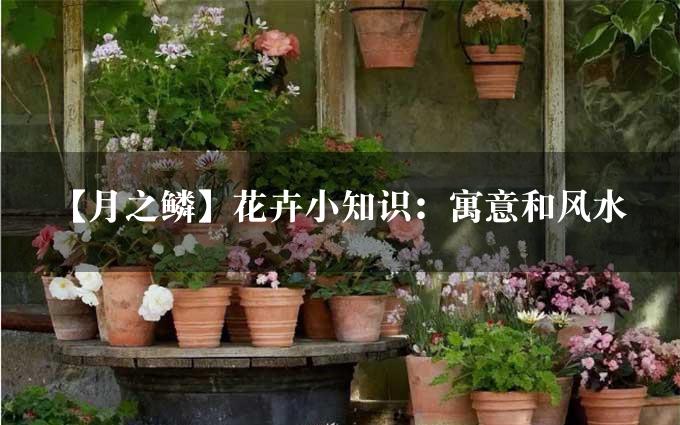 【月之鳞】花卉小知识：寓意和风水