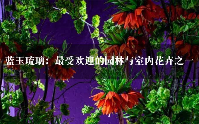 蓝玉琉璃：最受欢迎的园林与室内花卉之一