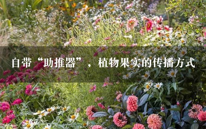 自带“助推器”，植物果实的传播方式