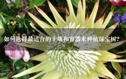 如何选择最适合的土壤和容器来种植绿宝树？