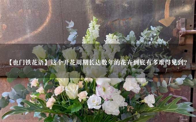 【也门铁花语】这个开花周期长达数年的花卉到底有多难得见到？