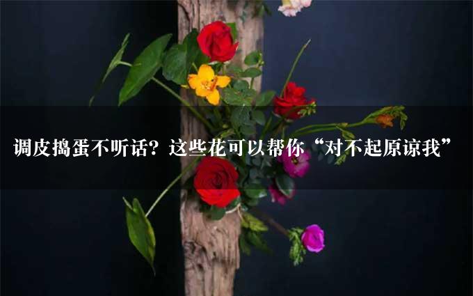 调皮捣蛋不听话？这些花可以帮你“对不起原谅我”