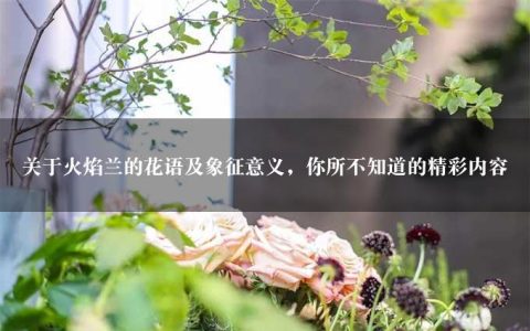 关于火焰兰的花语及象征意义，你所不知道的精彩内容