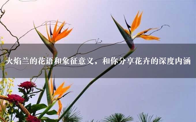 火焰兰的花语和象征意义，和你分享花卉的深度内涵