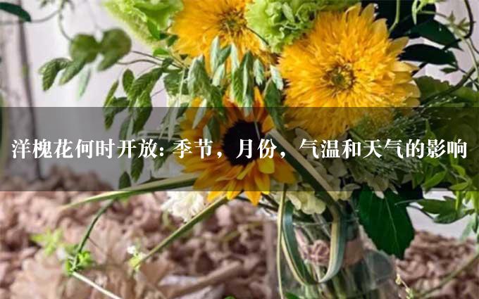 洋槐花何时开放: 季节，月份，气温和天气的影响