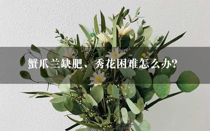 蟹爪兰缺肥、秀花困难怎么办？