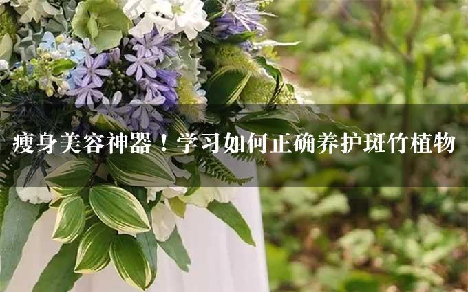 瘦身美容神器！学习如何正确养护斑竹植物