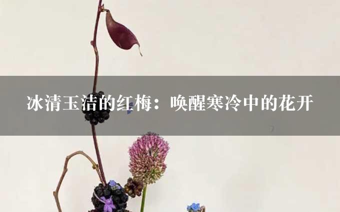 冰清玉洁的红梅：唤醒寒冷中的花开