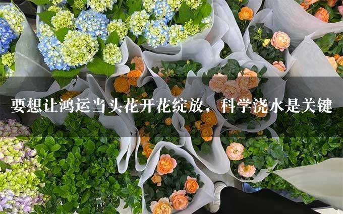 要想让鸿运当头花开花绽放，科学浇水是关键