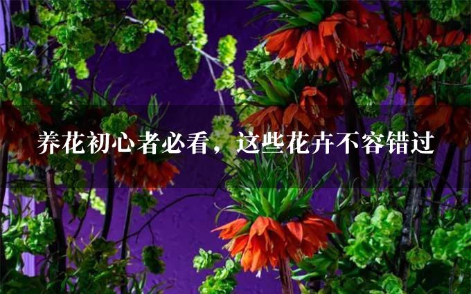 养花初心者必看，这些花卉不容错过