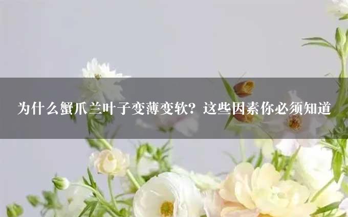 为什么蟹爪兰叶子变薄变软？这些因素你必须知道