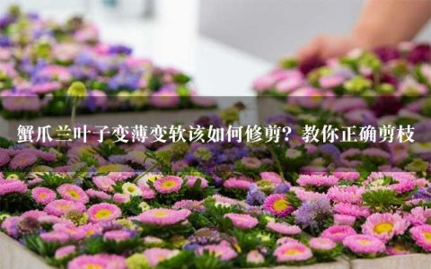 蟹爪兰叶子变薄变软该如何修剪？教你正确剪枝